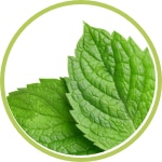 Menta Menta