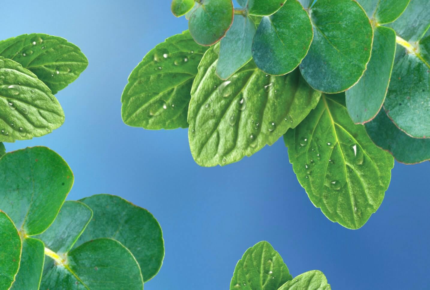 menta y eucalipto menta y eucalipto