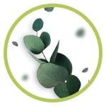 Ícono de aceite de eucalipto