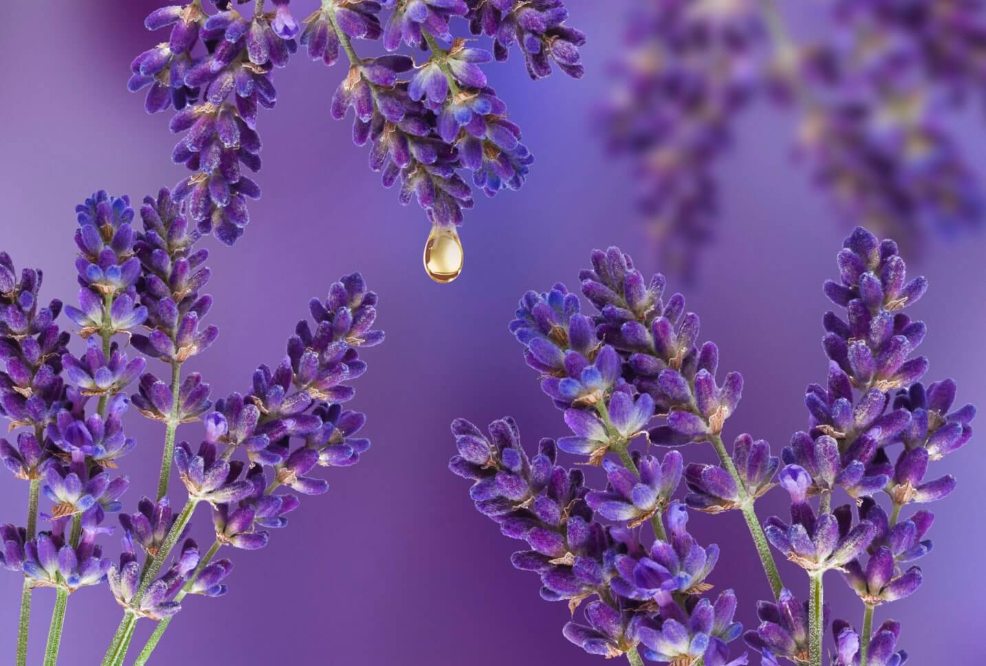 lavanda y crema lavanda y crema