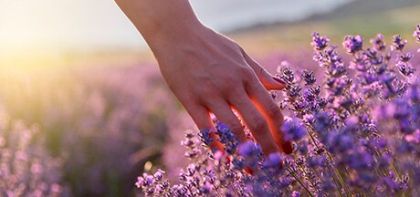 aceite-esencial-de-lavanda manos tocando flores de lavanda