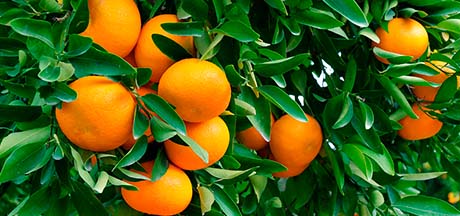 aceite-esencial-de-mandarina mandarino con mandarinas maduras