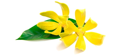aceite-esencial-de-ylang-ylang flor de ylang ylang